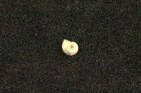 藏品(圓口扁蜷)的圖片